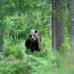 Harva törmää karhuun luonnossa, mutta jos niin käy, tilanne on aina vaarallinen.