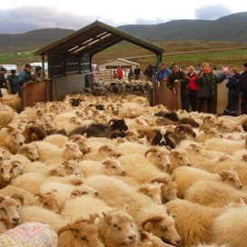 Islannissa lampaat kerätään vuorilta laiduntamasta alkusyksyllä, jonka jälkeen on tiivis teurastussesonki ja lihaa tulee markkinoille runsaasti.