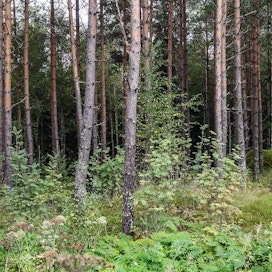 Harvennus avaa maisemaa ja houkuttelee virkistyskäyttöön. Yleensä sekametsät muuttuvat Suomessa luontaisesti kuusikoiksi, jos niitä ei hoideta.