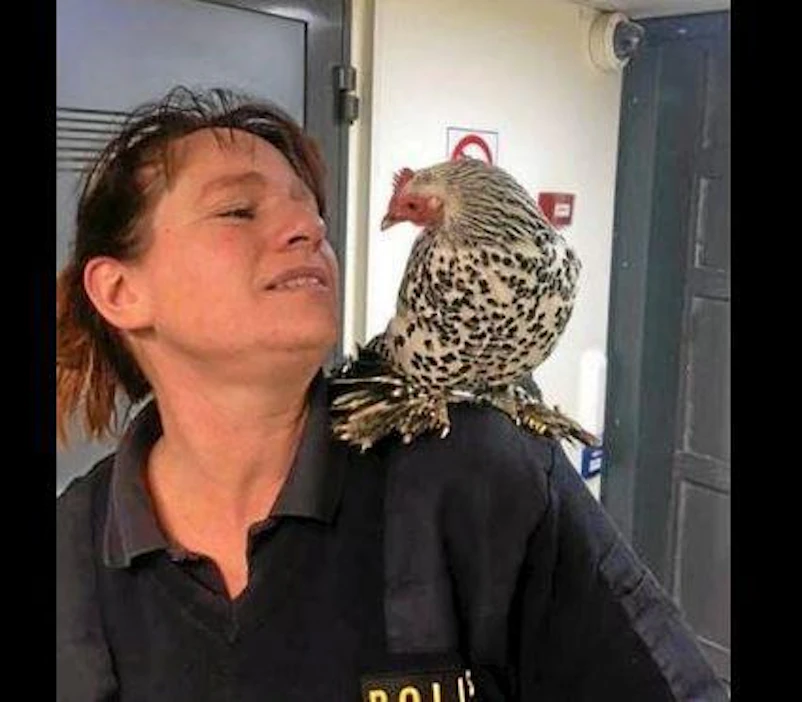 Elsan viiden päivän karkumatka päättyi turvallisesti poliisin olkapäälle.