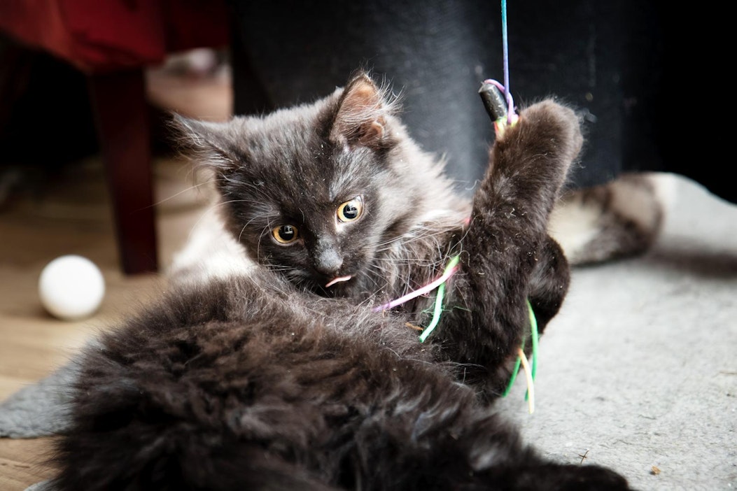 Pörri-kissa muutti sijaiskotiin piharakennuksen alta.