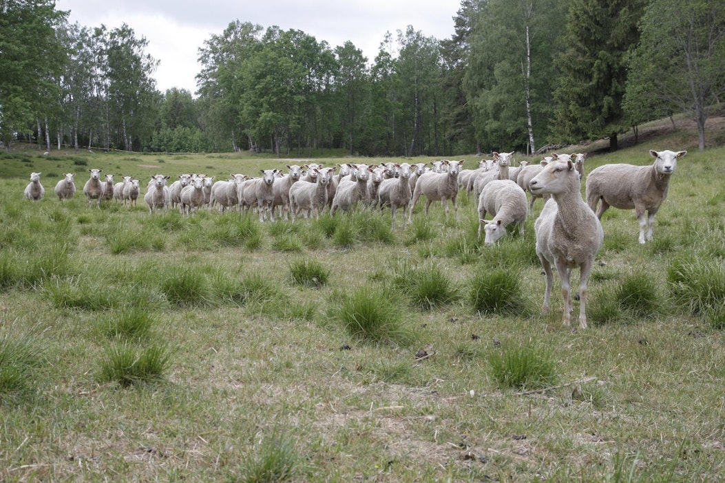 Miksi suuret lammastilat aikovat lopettaa todennäköisemmin kuin niitä  pienemmät? - Maatalous - Maaseudun Tulevaisuus