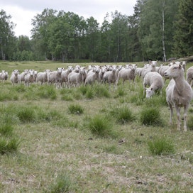 Pienet tilat ovat usein sivutoimisia tai harrastusluontoisia ja suuret lammastilat niitä, jotka saavat elantonsa lampaista. Arkistokuva.