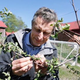Omenapuiden kukinta on Espoossa kymmenen päivää viime kevättä myöhässä, kertoo Rikard Korkman. Hän on Suomen ruotsinkielisen tuottajajärjestön SLC:n toiminnanjohtaja.