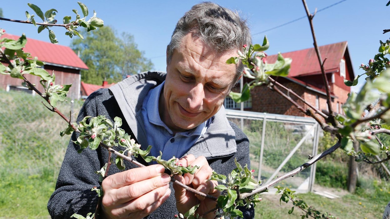Omenapuiden kukinta on Espoossa kymmenen päivää viime kevättä myöhässä, kertoo Rikard Korkman. Hän on Suomen ruotsinkielisen tuottajajärjestön SLC:n toiminnanjohtaja.