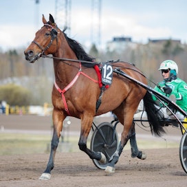 Markku Nieminen kertoo, että tällä hetkellä ainoat selitykset siihen, miten hevonen on saanut kiellettyä lääkeainetta liittyvät Kuopiossa käytettyyn vierastalliin sekä lainakäytössä olleeseen kuljetusautoon.