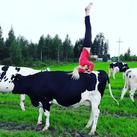 Ilo-lehmä pysyi Virpi Tirkkosen mukaan rauhallisena ja paikoillaan Heidin temppuillessa sen päällä.