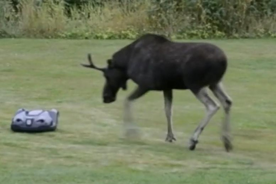 Ruotsalaisvideolla kohtaavat hirvi ja moderni, automaattinen ruohonleikkuri.