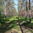 Kaavamainen metsänhoito on sananmukaisesti sitä. Ajourat ovat kuin viivoittimella piirretyt, ja tarkoin välein sijoitettu.