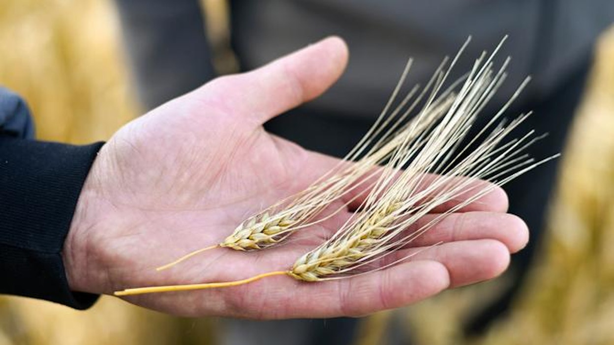 Viljan tuottajahinta putosi vuoden aikana noin 15 prosenttia.