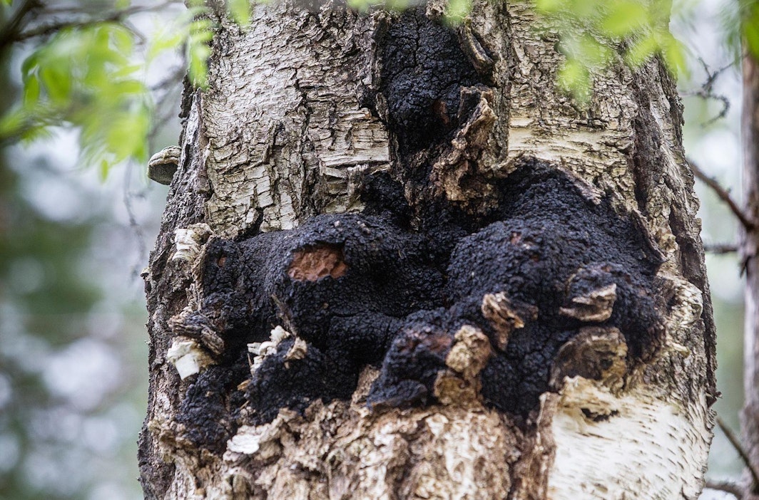 Pakurin keruu ei ole jokamiehenoikeus, vaan siihen pitää olla maanomistajan lupa