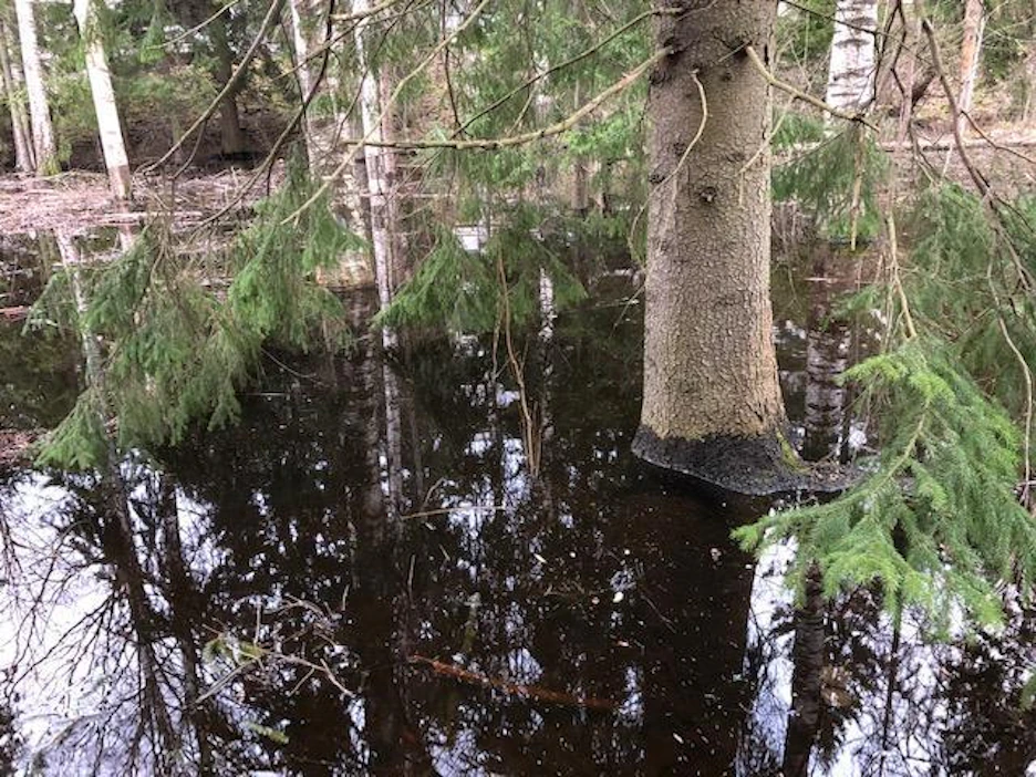 Hankehakuun on valittu metsäluonnon monimuotoisuuden ja ympäristönhoidon kannalta merkittävimpiä kohteita.