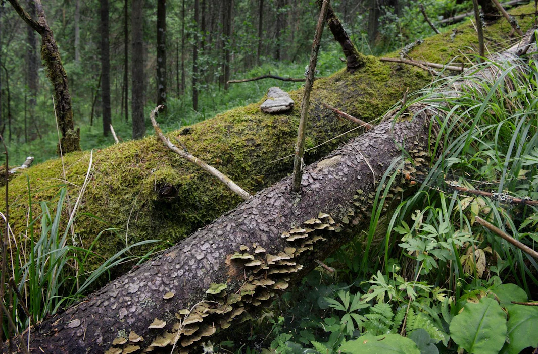 Lahoamaan jätetyt puunrungot ovat merkittävä hiilivarasto, ja ne myös tarjoavat elinympäristön monelle lahopuusta riippuvaiselle uhanalaiselle lajille.