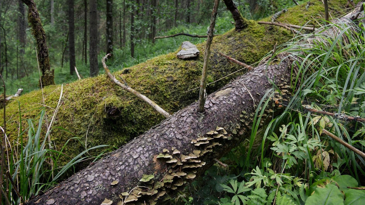 Lahoamaan jätetyt puunrungot ovat merkittävä hiilivarasto, ja ne myös tarjoavat elinympäristön monelle lahopuusta riippuvaiselle uhanalaiselle lajille.