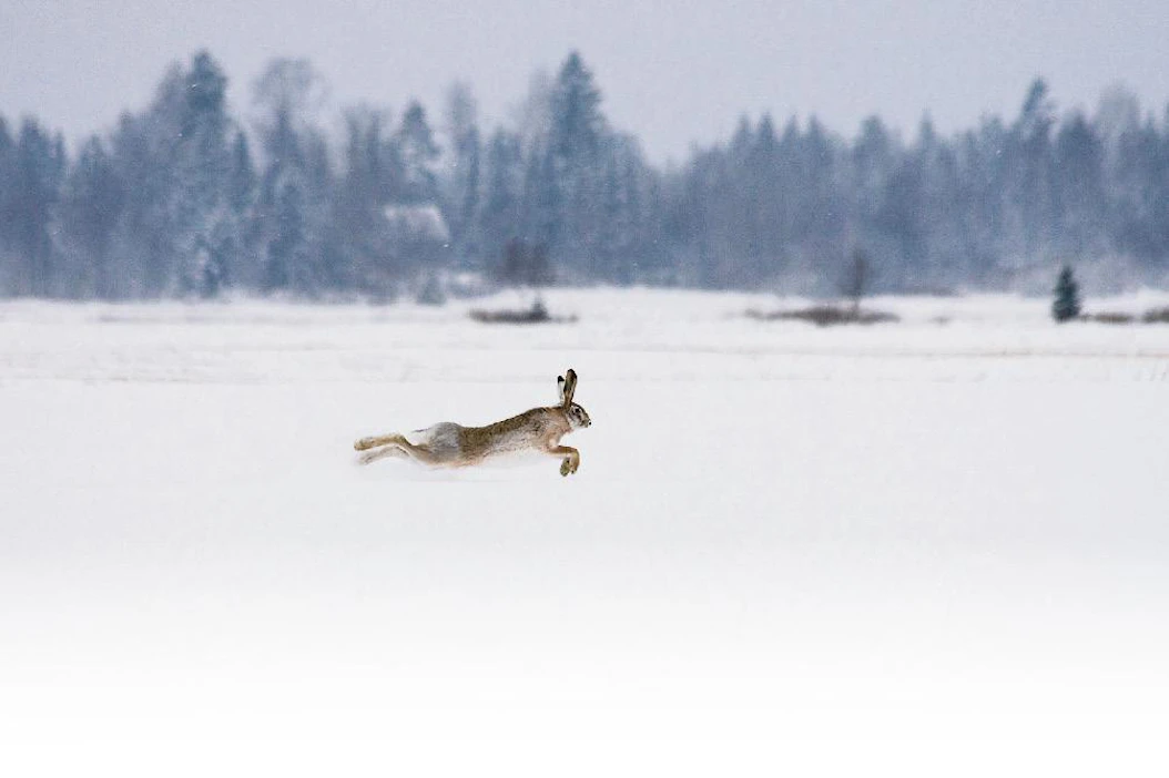 Urosrusakko on ”peltoaukeiden casanova”. Niiden ainoa tehtävä on lisätä sukua. Kuva: Toni Mikkola / Cartina