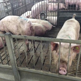 Tanska on  nostanut eläinten hyvinvointia pontevasti esiin, mutta esimerkiksi Søndergaardin tilalla sikojen saparot typistetään. EIJA MANSIKKAMÄKI