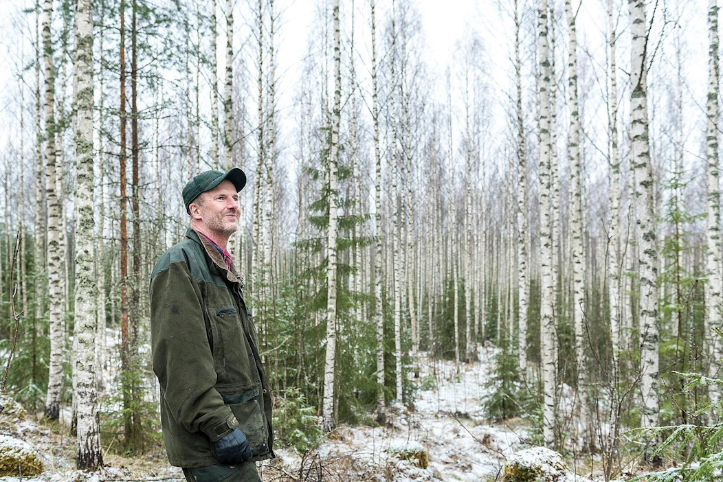 Siemenestä kylvetty koivikko on vaatinut aktiivista silmälläpitoa ja raivaussahan laulattamista, mutta lahtelainen Harri Villanen on tyytyväinen syntyneen puuston laatuun.