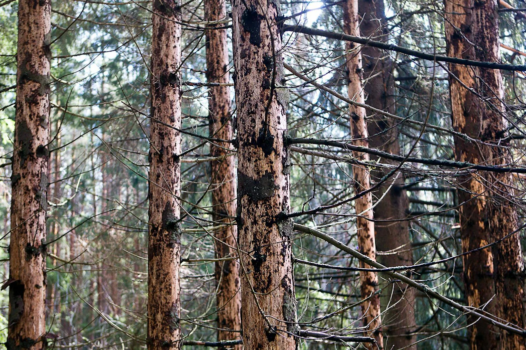 Maankäyttösektorin ilmastotoimien edistämiseen varattua rahaa voisi käyttää esimerkiksi metsätuhojen ehkäisyyn liittyviin hankkeisiin, joista saatua tietoa hyödynnettäisiin suoraan metsänhoitosuosituksissa.