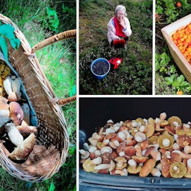 MT:n lukijat ovat nauttineet kesän marja- ja sienisadoista. Lukijoiden kuvat vasemmalta yläkulmasta oikealle alas: Petteri Kivimäki, Jouko Varonen, Paula Savelius ja Edith Saastamoinen-Torvi.