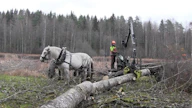 Jaksossa nähdään, miten Miika Åfeltin itse kouluttamat työhevoset ovat luottavaisen tyyniä, vaikka kuormaa lastataan ihan niiden jalkojen juuresta.