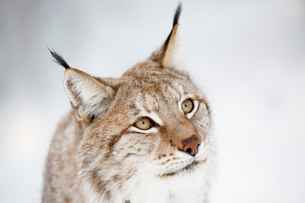 Näkö- ja jälkihavaintoja ilvespentueista tehtiin yhteensä yli 4 000.
