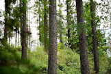 Vieraslaji siperianlehtikuusi menestyy Suomessa yleensä hyvin.