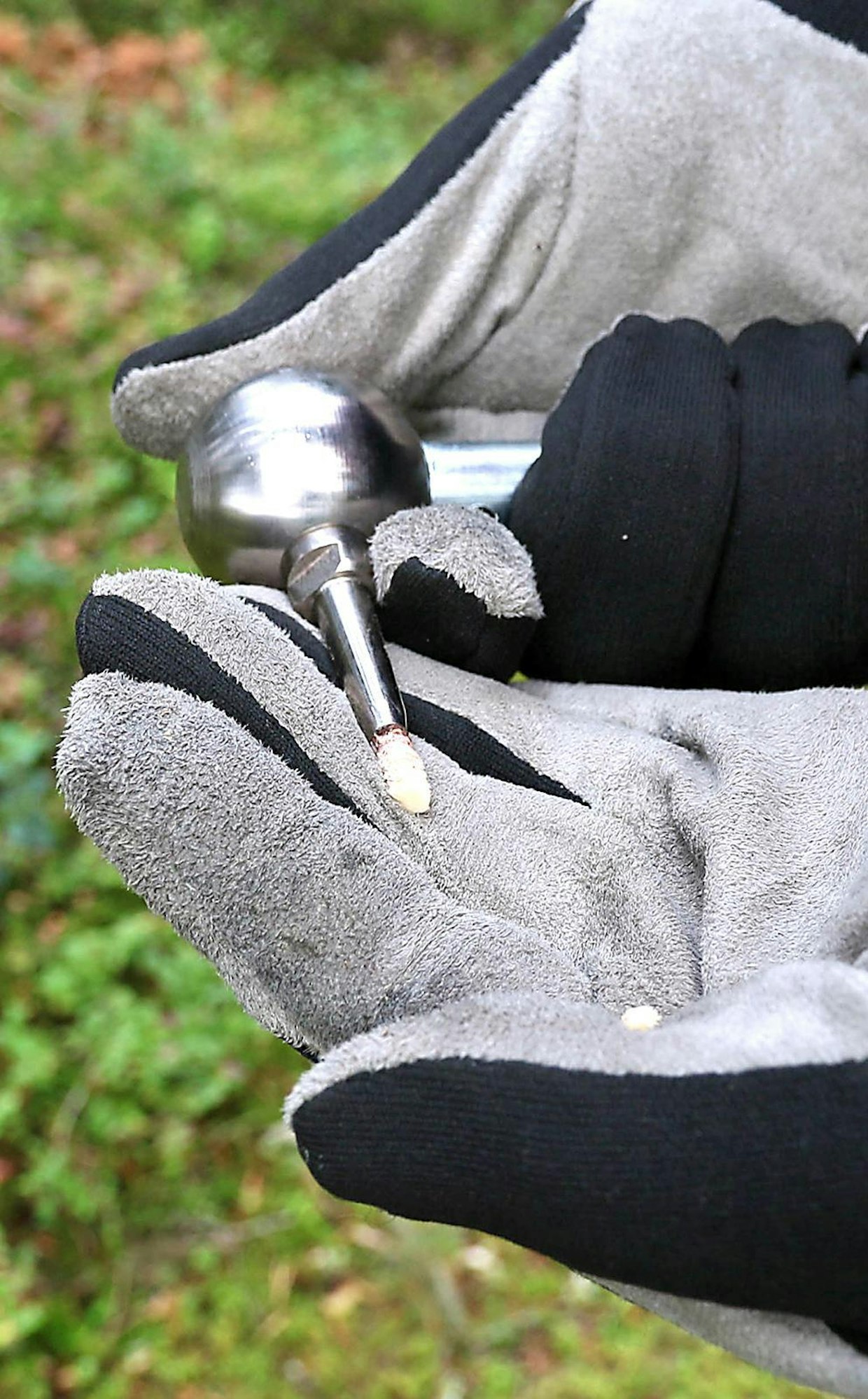Näyte liukuu ulos putkesta, kun painaa peukalolla työnnintä. Tämä vaatii voimaa, joskus painaminen pitää tehdä puunrunkoa vasten. Näyte saattaa purkautua myös lusto kerrallaan, etenkin sulan puun aikaan. Irtoavien lustojen paksuus kertoo puun kasvunopeuden viimeisten vuosien ajalta.