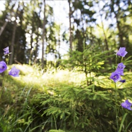 Suojelualueiden perustaminen etenee tällä hetkellä Varsinais-Suomessa, Saimaalla ja Lapissa. Luonnonsuojelualueille on luvassa käyttörajoituksia. Kuva on Vuorelanmäen luonnonsuojelualueen liepeiltä Salosta. Saara Olkkonen