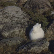 Valkoinen väri ei lumettomina talvina metsjänistä suojaa, päinvastoin.