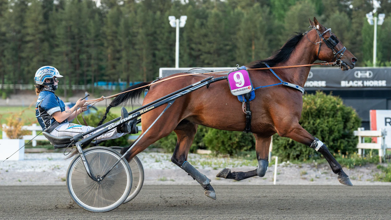 Werner Ors starttaa lauantaina Siiri Mäkisen ohjastamana. Lähemmäs 70 000 euroa urallaan ansainneen kymmenen vuotiaaksi kääntyvän ruunan ura jatko ensi kaudella on vielä auki.
