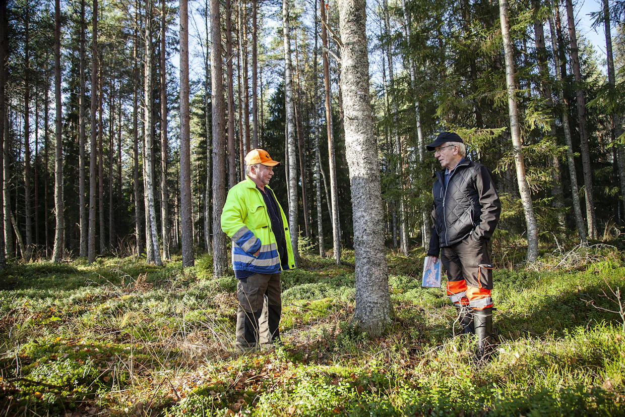 ”Täällä puolella suota voi liikkua ja marjastaa. Viime kesänä thaimaalaisia marjanpoimijoita oli tässä mustikassa”, Rauno Karjusilta kertoo Valto Mattilalle.