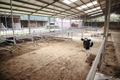 Presidentti William Ruto on julistanut Kenian kaksinkertaistavan maidontuotantonsa. Naiposha farmilla uudehkossa pihatossa on kuitenkin hyvin väljää.