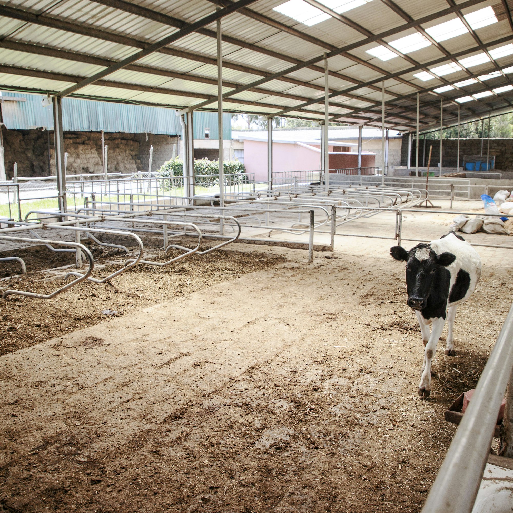 Presidentti William Ruto on julistanut Kenian kaksinkertaistavan maidontuotantonsa. Naiposha farmilla uudehkossa pihatossa on kuitenkin hyvin väljää.