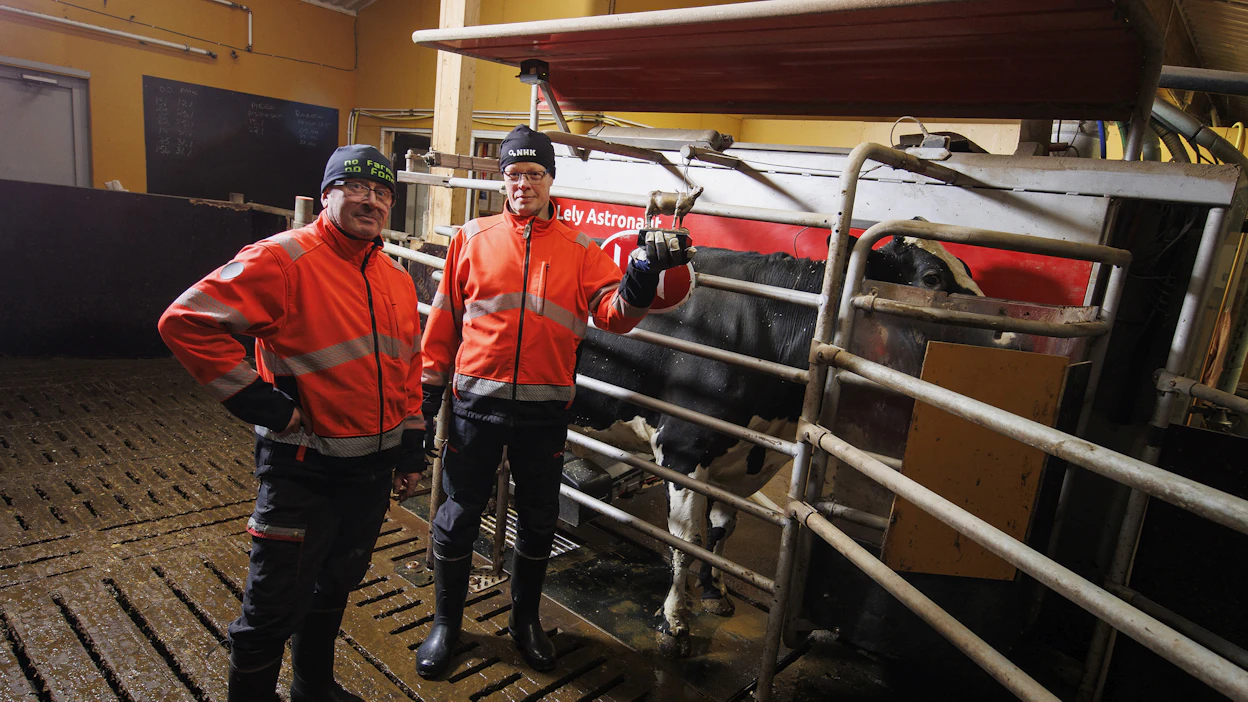 Peltolan tila kuuluu maitotilojen parhaimmistoon. Kuvassa tilan omistajat Hannu Peltola (vas.) ja Tuomo Kananen sekä holsteinkarjaa hienosti edustava satatonnari Kaija. Kuva tammikuulta 2025.