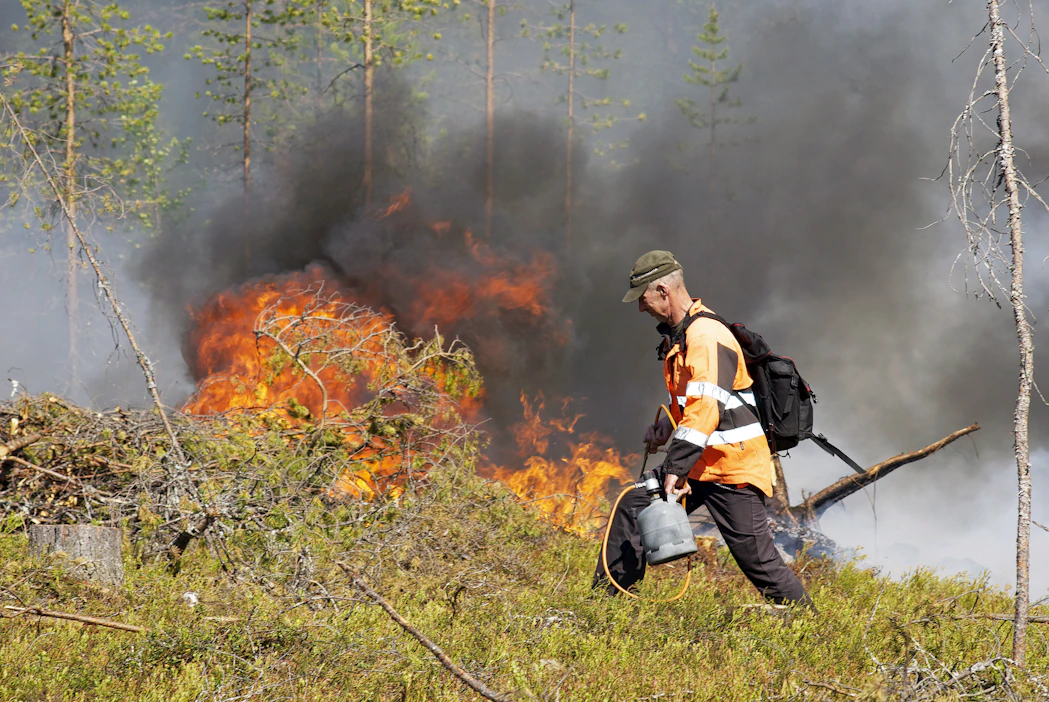 Hakkuutähteet sytytetään nestekaasupolttimella useista kohdista yhtä aikaa. Tulta sytyttää Metsähallituksen metsuri Timo Davidila.