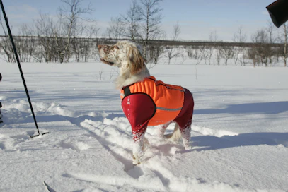 Jos koira juoksee heikoille jäille, ei ihmisen missään nimessä pidä juosta sen perään. 
