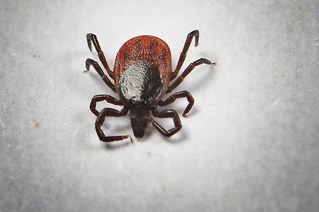 Punkit voivat levittää borrelioosia ja puutiaisaivokuumetta.