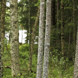 Kirjoittajan mielestä Suomessa on aivan liikaa hoitamattomia metsiä.
