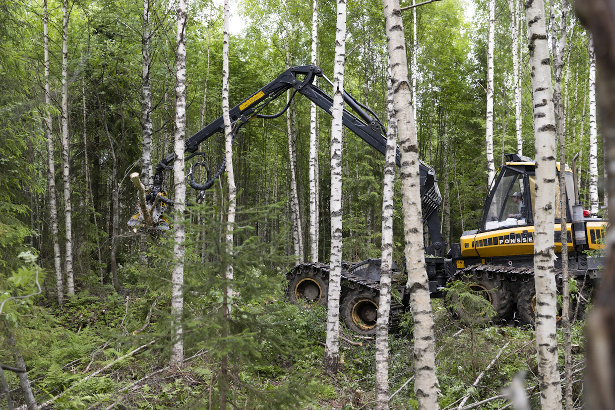 Metsä on aikanaan istutettu kuuselle, mutta hoidon puutteen vuoksi koivut ja muut lehtipuut ovat ottaneet ylivallan.
