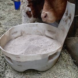 Pakoputken pidike kalusteisiin sidottuna pitää kivennäiskaukalon paikallaan.