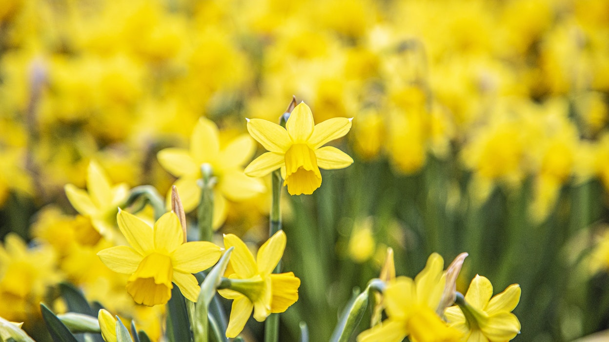 Tetenarsissi kestää jopa 10 astetta pakkasta.