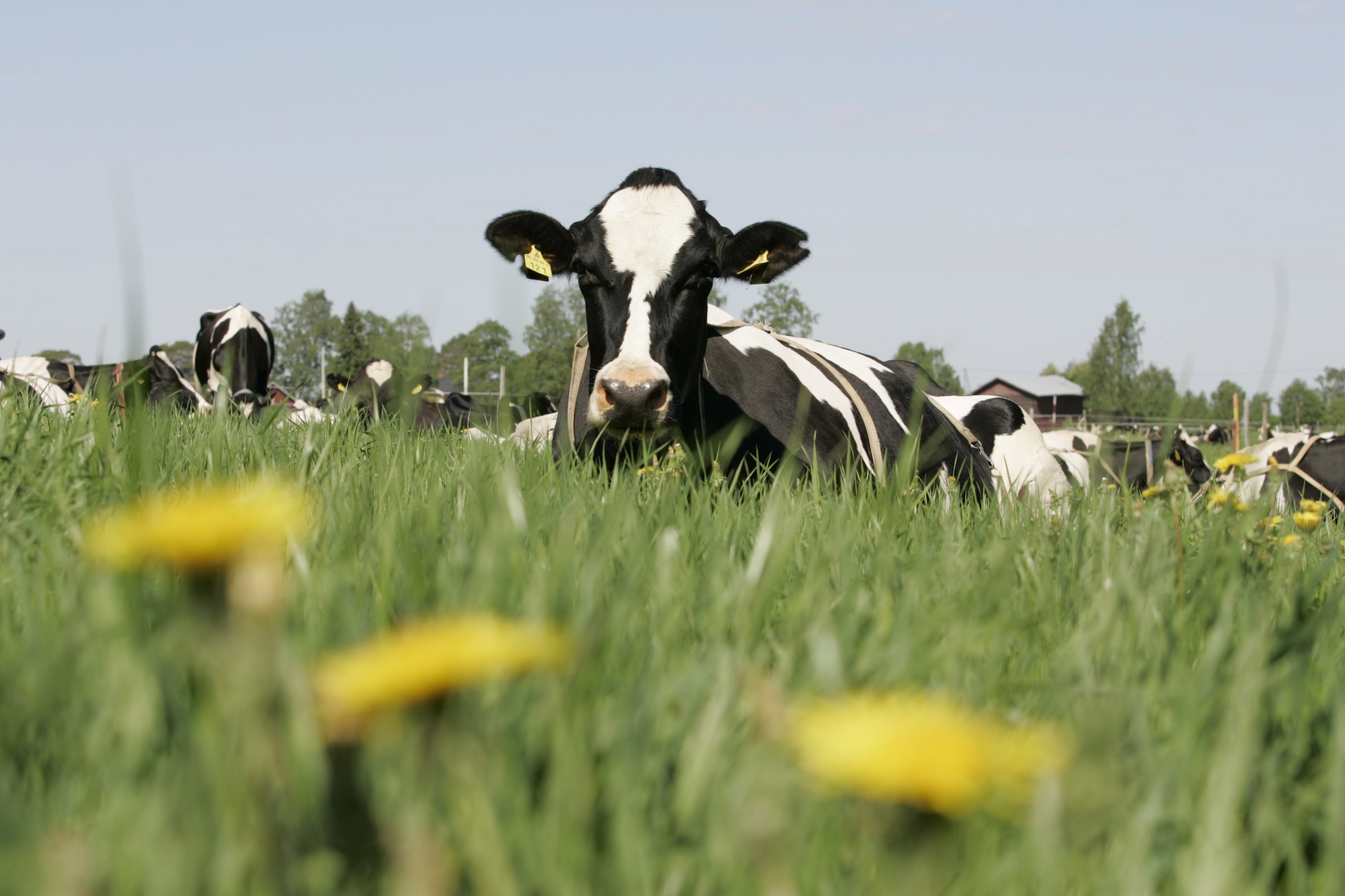 Naudan pötsi otettiin ennen talteen siinä missä muutkin syötävänä pidetyt raaka-aineet. 