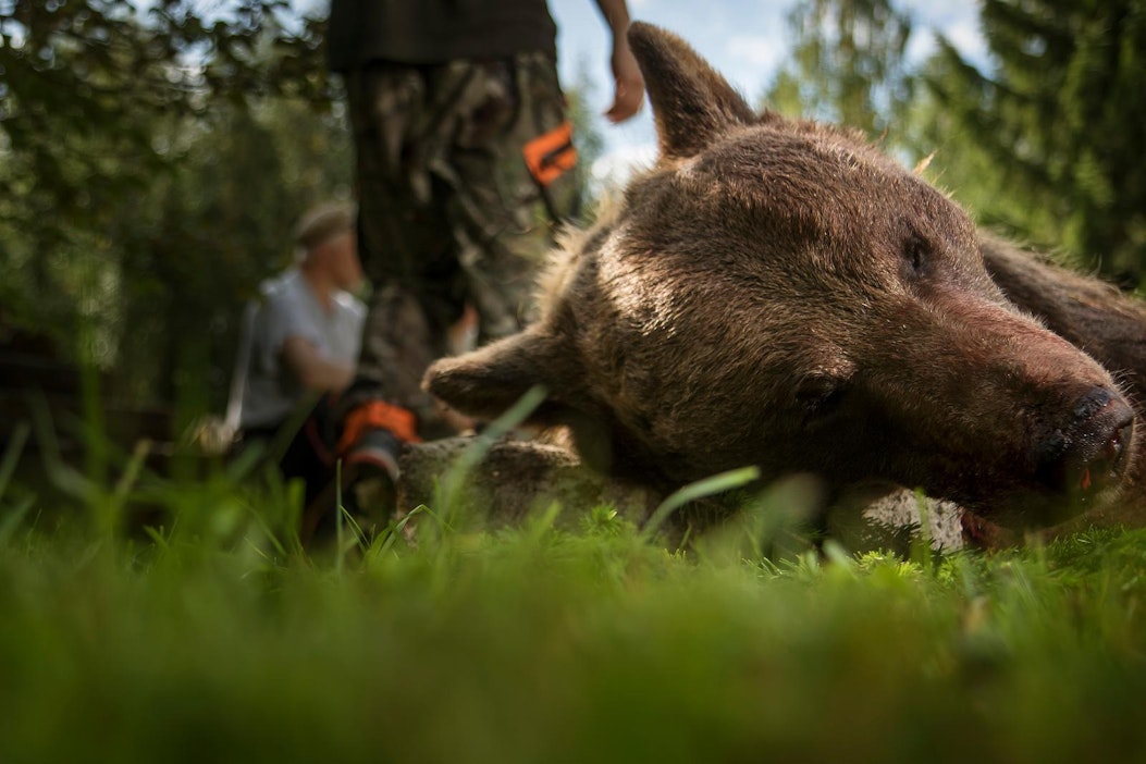 Kuvan karhu ammuttiin karhujahdin aloituspäivänä 20. elokuuta Lieksassa.