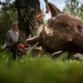 Kuvan karhu ammuttiin karhujahdin aloituspäivänä 20. elokuuta Lieksassa.