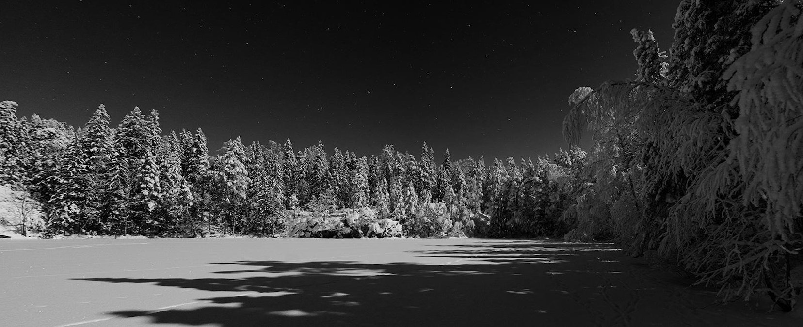 Helmikuinen metsä on hiljainen, kunnes ketun karhea haukku kajahtaa  ilmoille, kirjoittaa Heikki Willamo - MT Metsä - Maaseudun Tulevaisuus