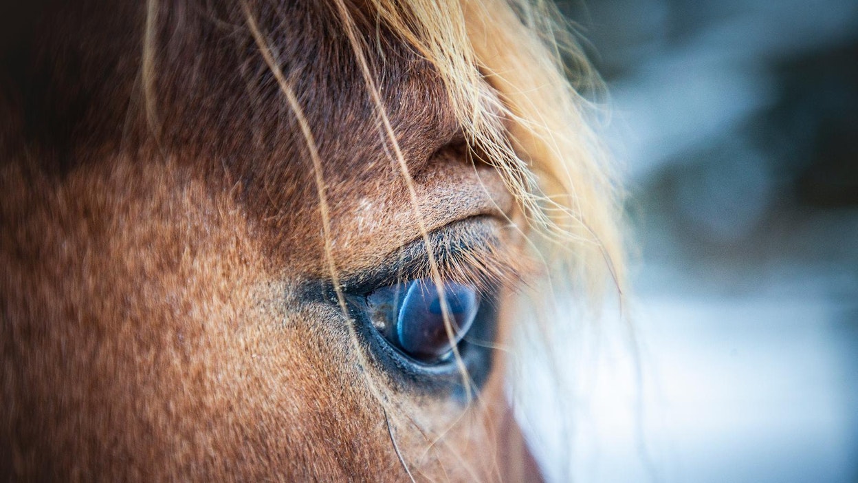 Päivystävän palomestarin mukaan hevostallipaloja sattuu muutamia vuosittain.