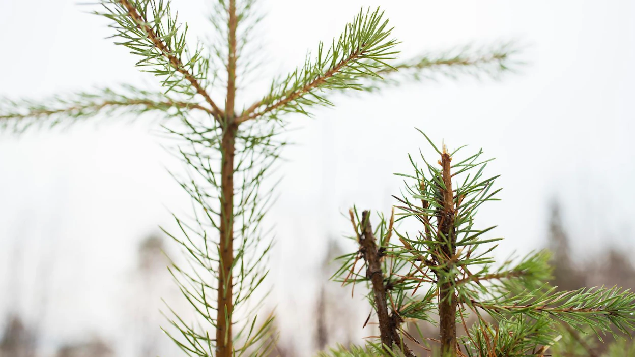 Metsäkeskuksen mukaan hirvivahingot toistuvat samoissa kunnissa, esimerkiksi Lieksassa.