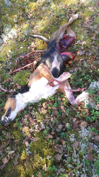 Jänisjahti päättyi murheellisesti Varpaisjärven Korpijärvellä, kun sudet surmasivat koiran.