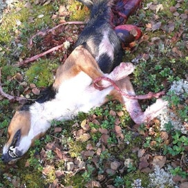 Jänisjahti päättyi murheellisesti Varpaisjärven Korpijärvellä, kun sudet surmasivat koiran.