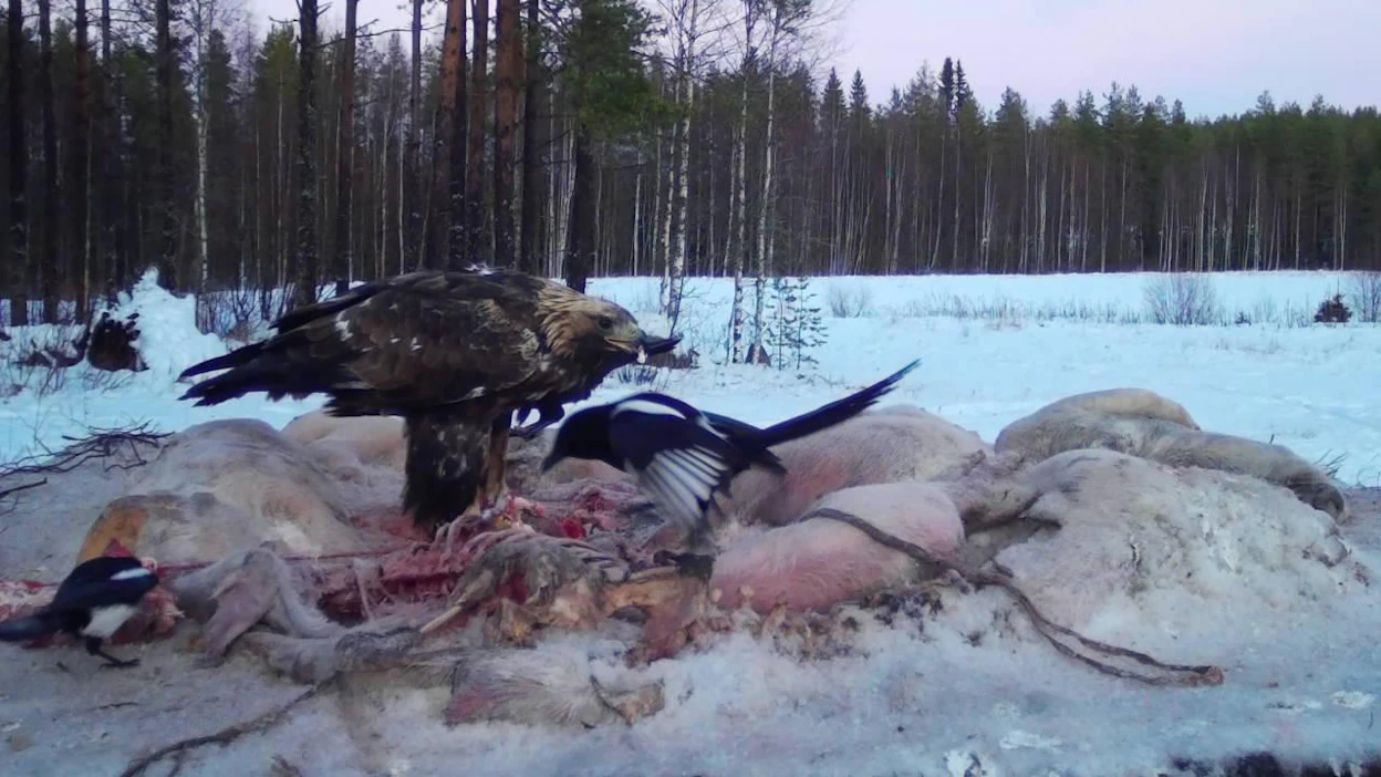 Lyyli-maakotka tallentui Ari ja Pirjo Aution riistakameraan Soinissa.